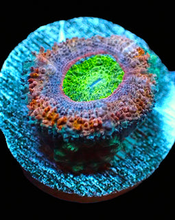 Ultra acan