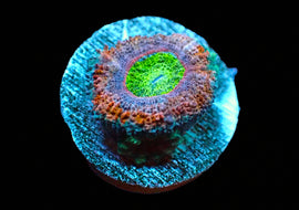 Ultra acan