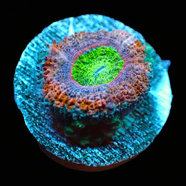 Ultra acan