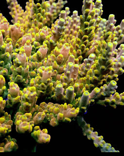 WWC King Fiji Acro RARE***