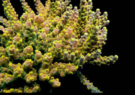 WWC King Fiji Acro RARE***