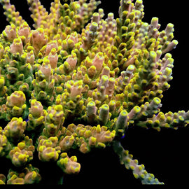 WWC King Fiji Acro RARE***