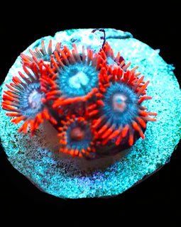Snitches zoas