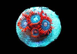 Snitches zoas