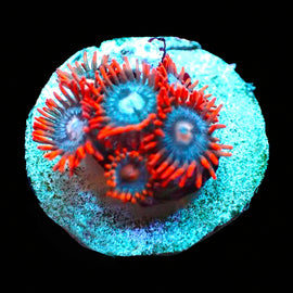 Snitches zoas