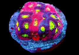 Grafted Willy Wonka Favia mini colony