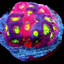 Grafted Willy Wonka Favia mini colony