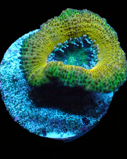Ultra Acan