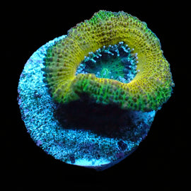 Ultra Acan