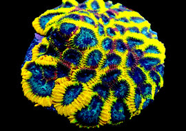 Yellow Submarine Colony