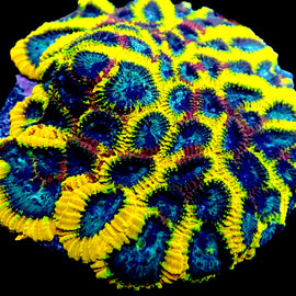 Yellow Submarine Colony