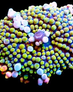 Rainbow Malaysian Yuma