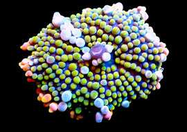 Rainbow Malaysian Yuma