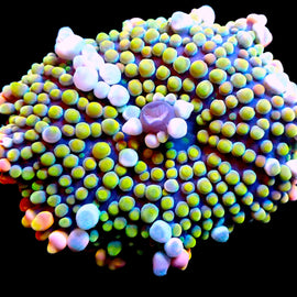 Rainbow Malaysian Yuma