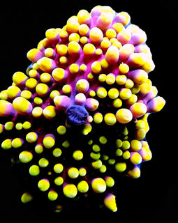 Ultra Premium Malaysian Yuma with Purple on Yellow RARE***