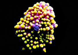 Ultra Premium Malaysian Yuma with Purple on Yellow RARE***