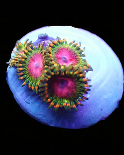 WWC Awesome Blossom zoa