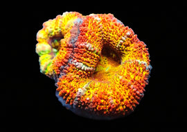 Citrus Blast Acan