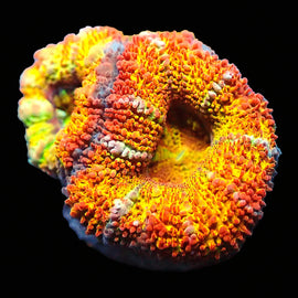 Citrus Blast Acan