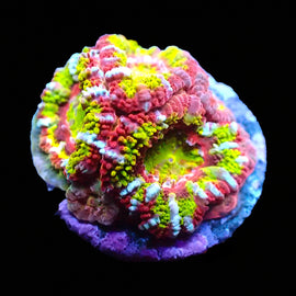 Ultra Solar Eclipse Acan