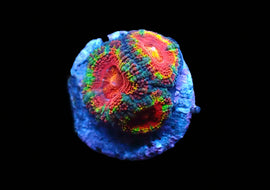 Ultra Acan