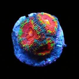 Ultra Acan