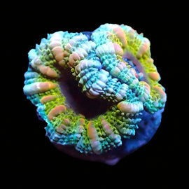 Ultra Acan