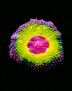 ULC Dragon Eyes Asian Acan ***RARE!