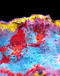 ULC Supernova Chalice