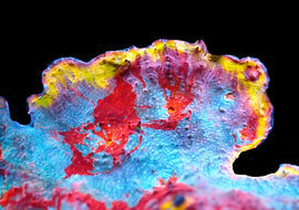 ULC Supernova Chalice