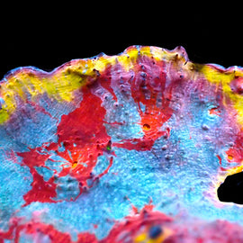 ULC Supernova Chalice