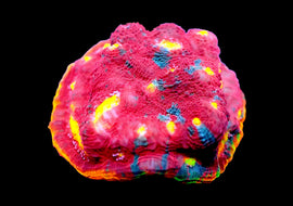 Rainbow chalice Mini Colonies