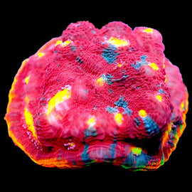 Rainbow chalice Mini Colonies