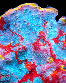 ULC Supernova Chalice