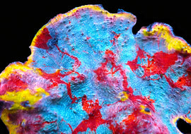 ULC Supernova Chalice