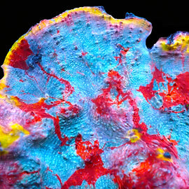 ULC Supernova Chalice