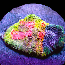 Rainbow Crayola Meltdown (on large 1.75" plug roughly)
