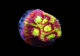 Sundvil Favia