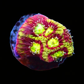 Sundvil Favia