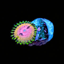 Kamikaze Kush Zoa