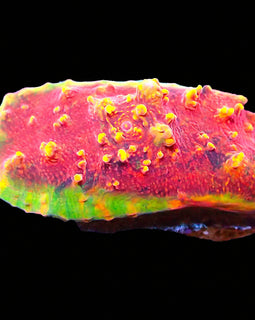 ULPS Supernova Glitter Chalice