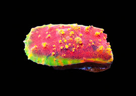 ULPS Supernova Glitter Chalice