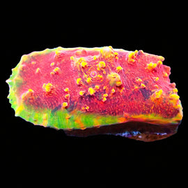 ULPS Supernova Glitter Chalice