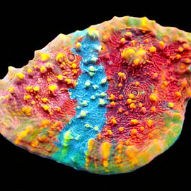 ULPS Supernova Glitter Chalice