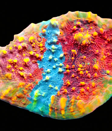 ULPS Supernova Glitter Chalice