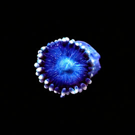 Pluto's Passion Zoa