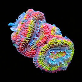 Rainbow Acan