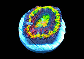 Rainbow Acan A