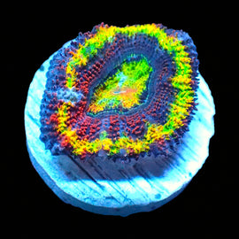 Rainbow Acan A