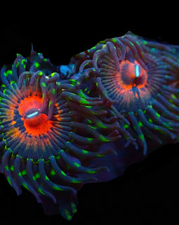 Reverse Hallucination zoas **RARE!!